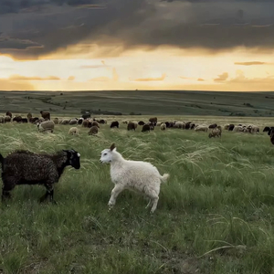 老人大鸡吧日B视频图片视频免费
